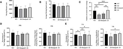 Acanthopanax senticosus improves cognitive impairment in Alzheimer’s disease by promoting the phosphorylation of the MAPK signaling pathway